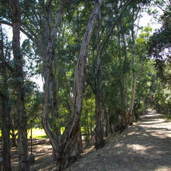 Trail with trees running along either side