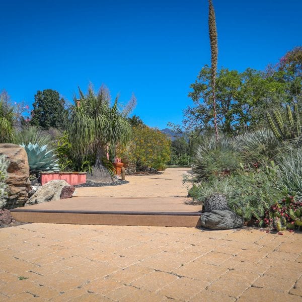 Dirt path and cacti