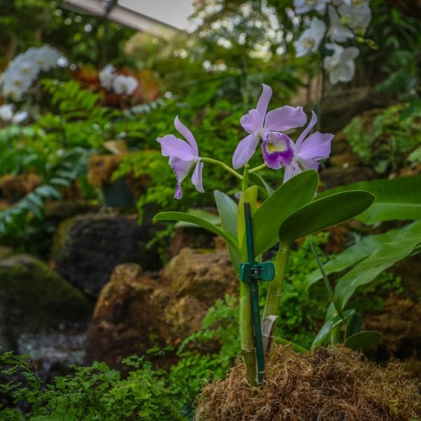 Purple flowers