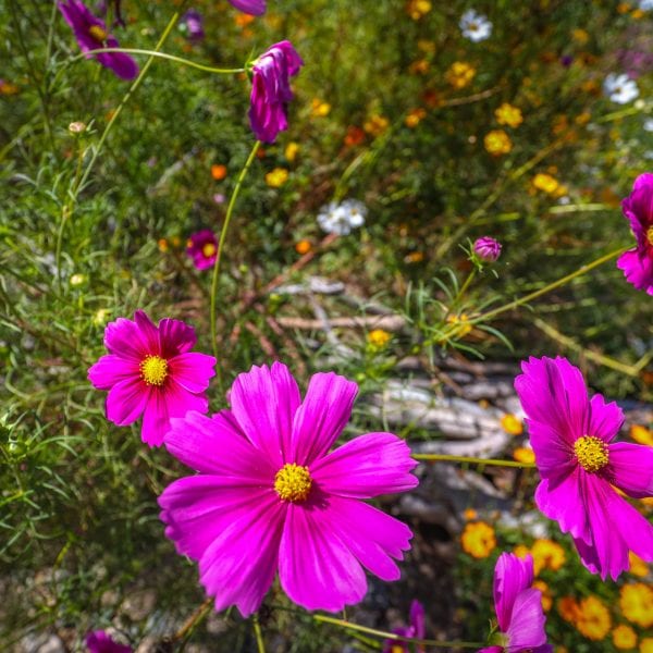 Violet and yellow flowers