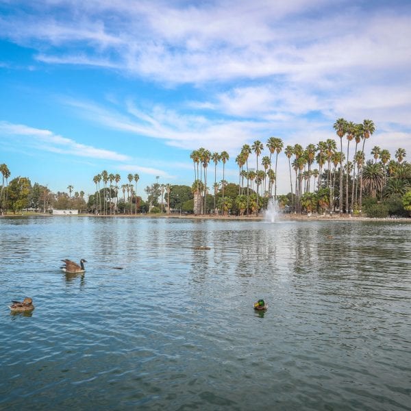 Ducks in the lake